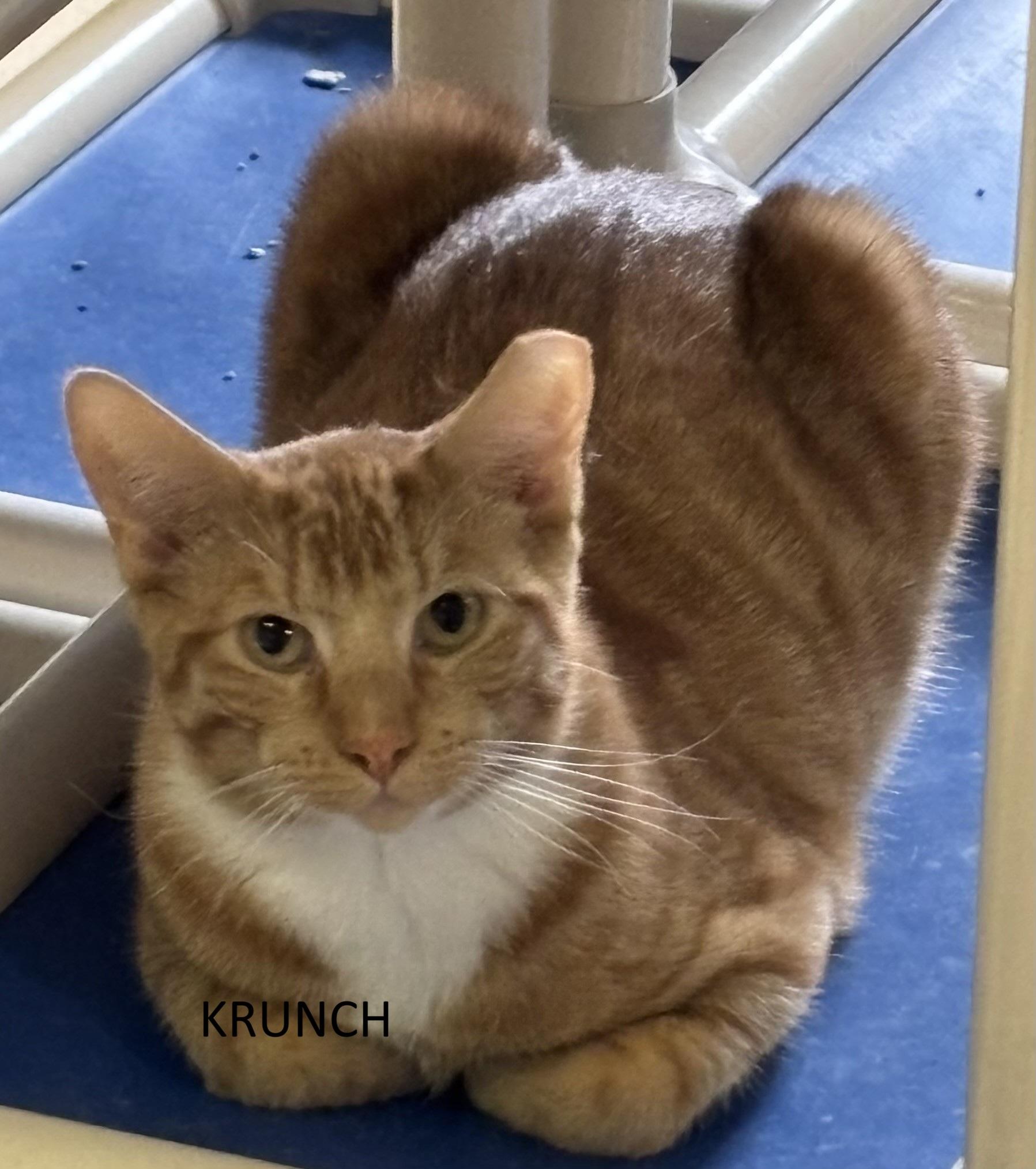 Krunch, Adoptable, Adult Male Domestic Short Hair.