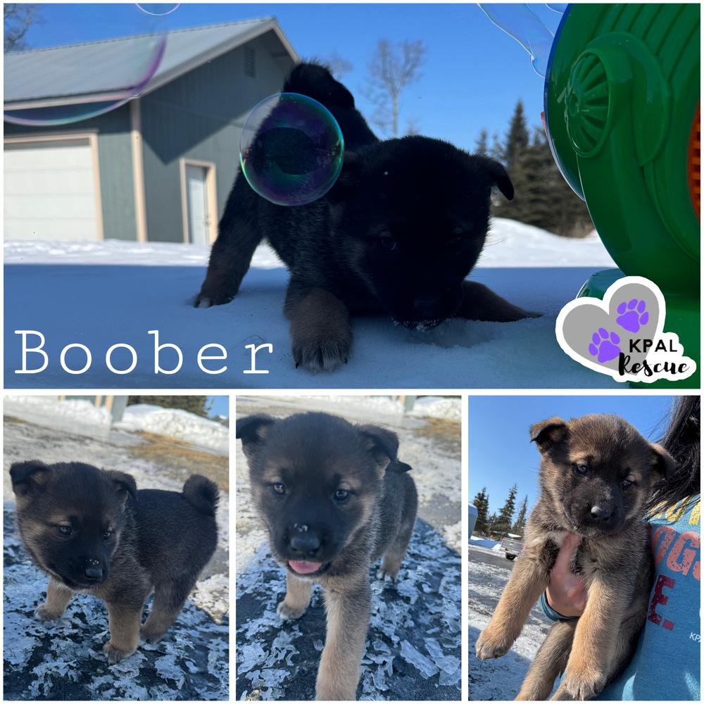 Boober - Fraggle Rock Litter, Adoptable, Puppy Female Mixed Breed & Mixed Breed.