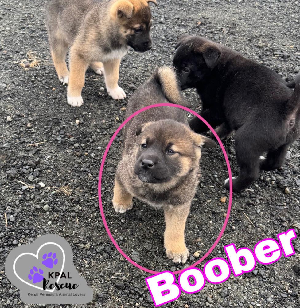 Enlarge Boober - Fraggle Rock Litter, a Adoptable mixed breed in Kenai, AK image 2/2