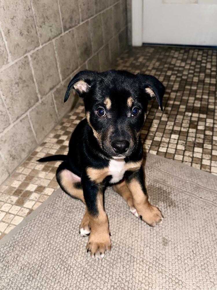 Bernard, Adoptable, Puppy Male Shepherd.