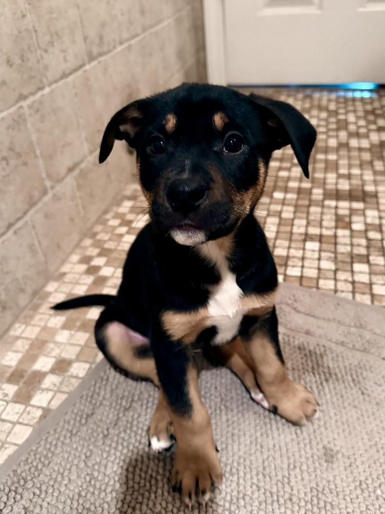 Enlarge Bernard, a Adoptable mixed breed in Greenlawn, NY image 2/3