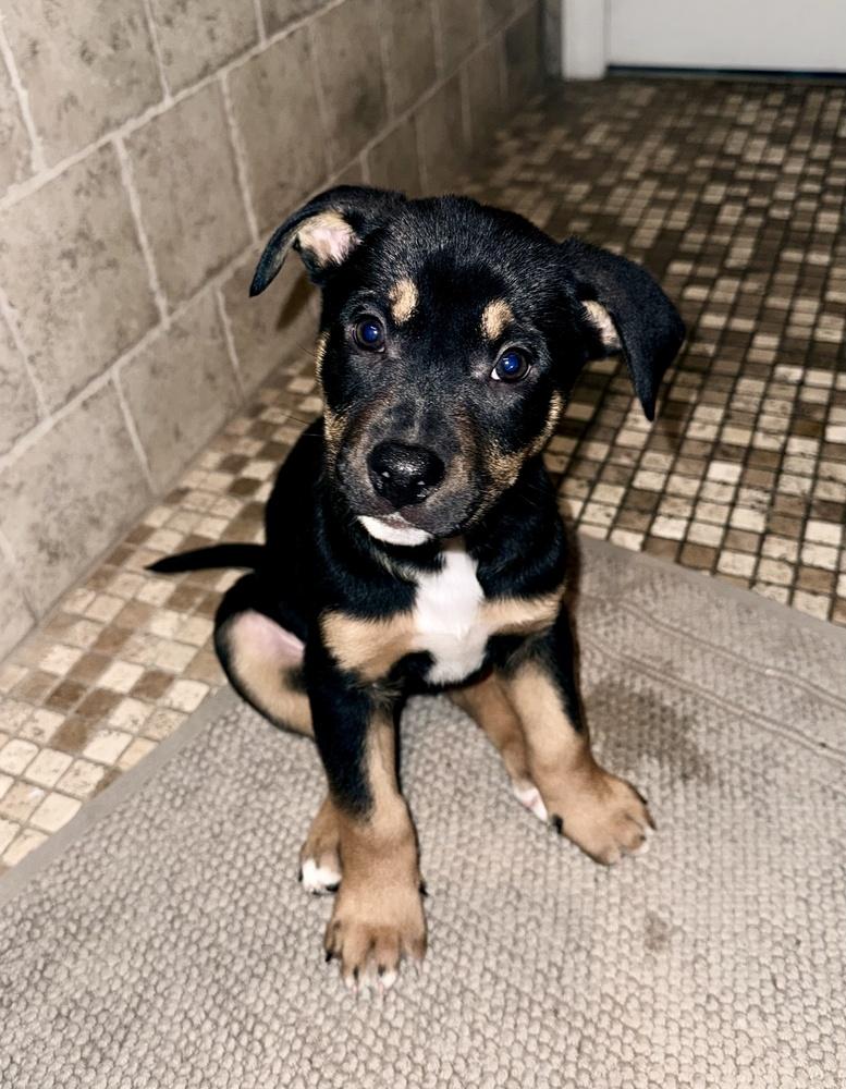 Enlarge Bernard, a Adoptable mixed breed in Greenlawn, NY image 3/3