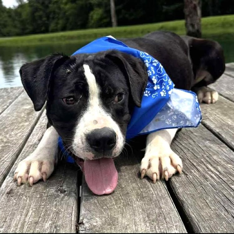 Ferb, a Adoptable Mixed Breed in Northwood, NH image 3/4