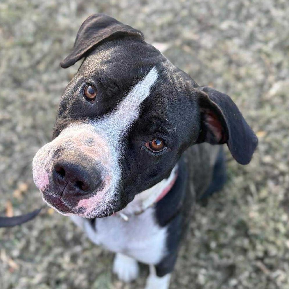 Ferb, a Adoptable Mixed Breed in Northwood, NH image 1/4