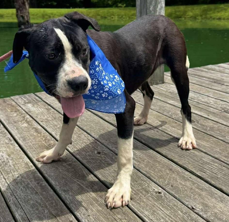 Ferb, a Adoptable Mixed Breed in Northwood, NH image 4/4