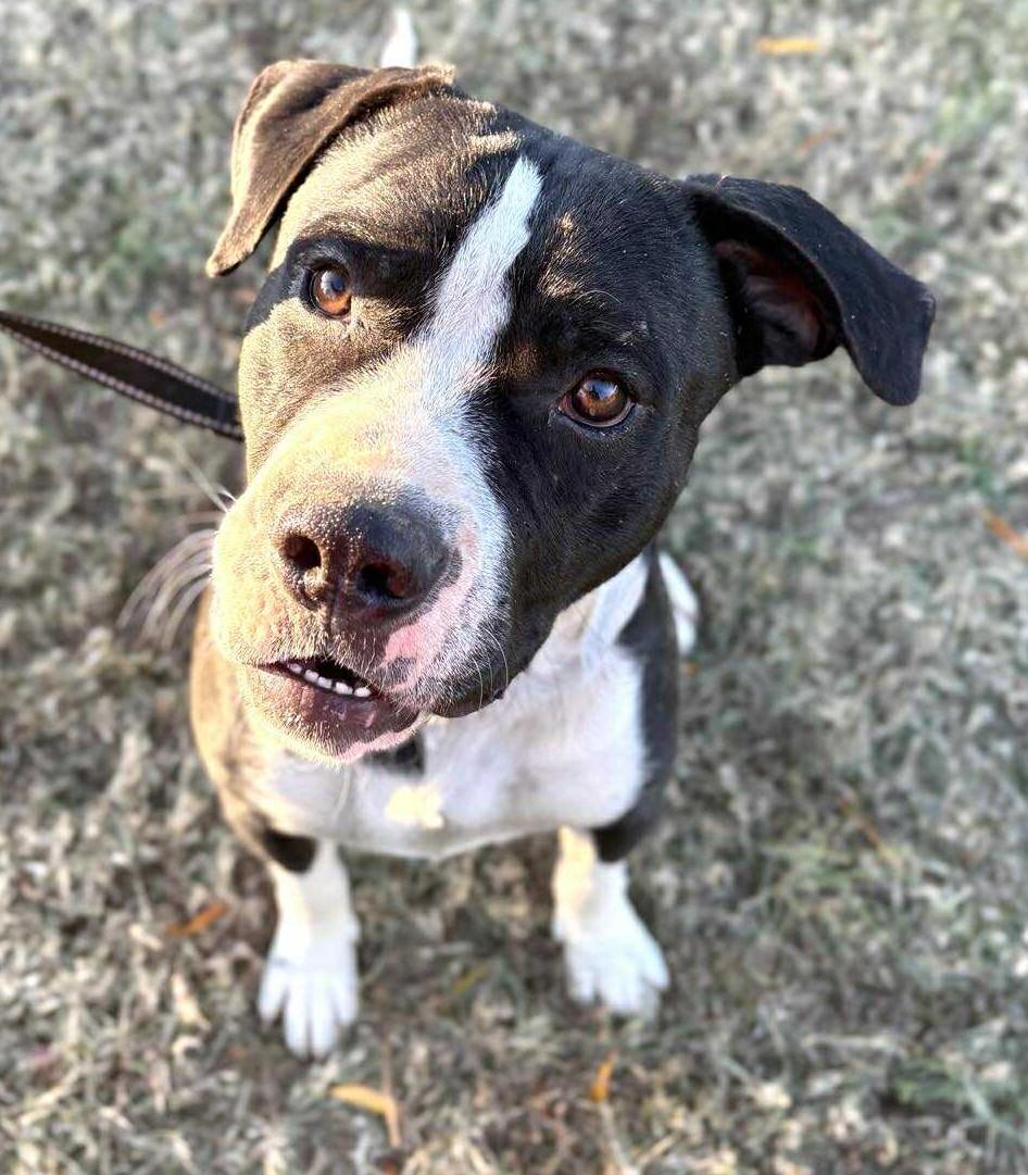 Ferb, a Adoptable Mixed Breed in Northwood, NH image 2/4