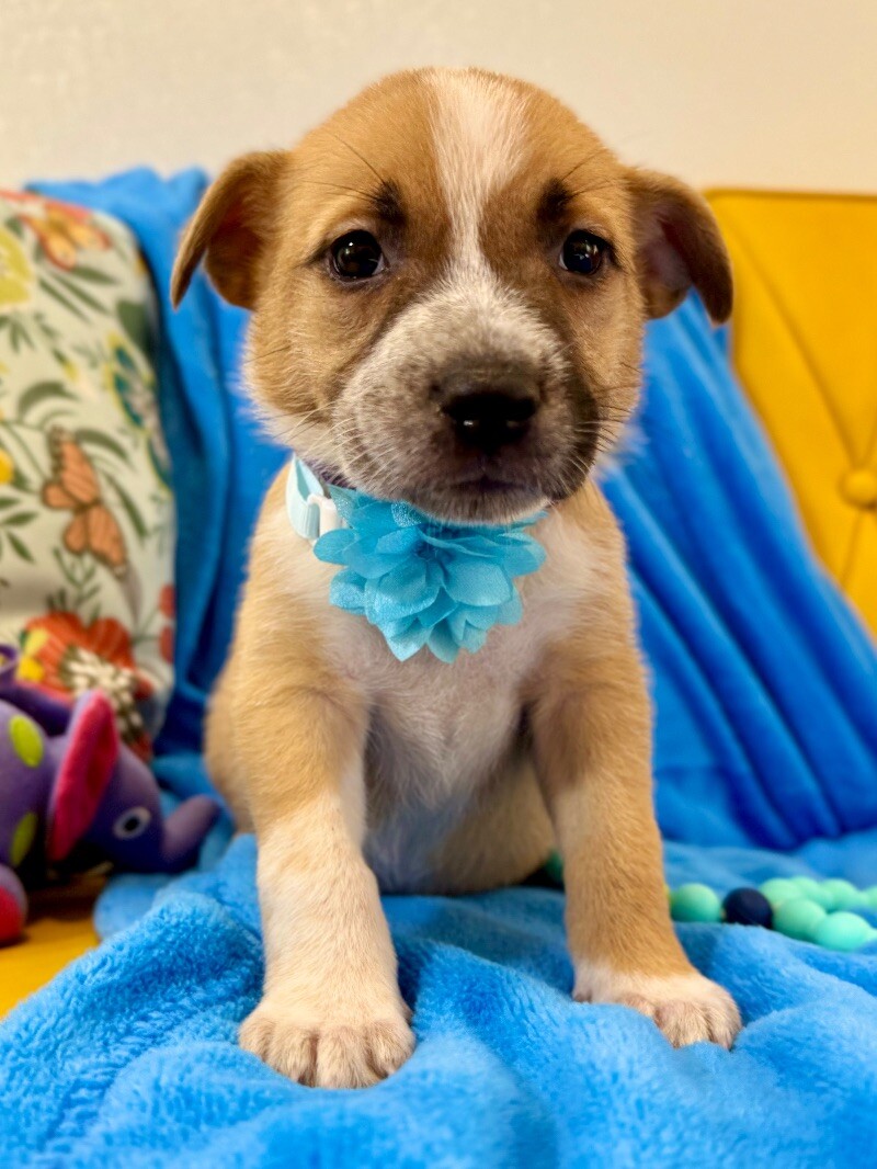 Brown Small Lab Mixes Labrahuahua Chihuahua Lab Mix Lab X