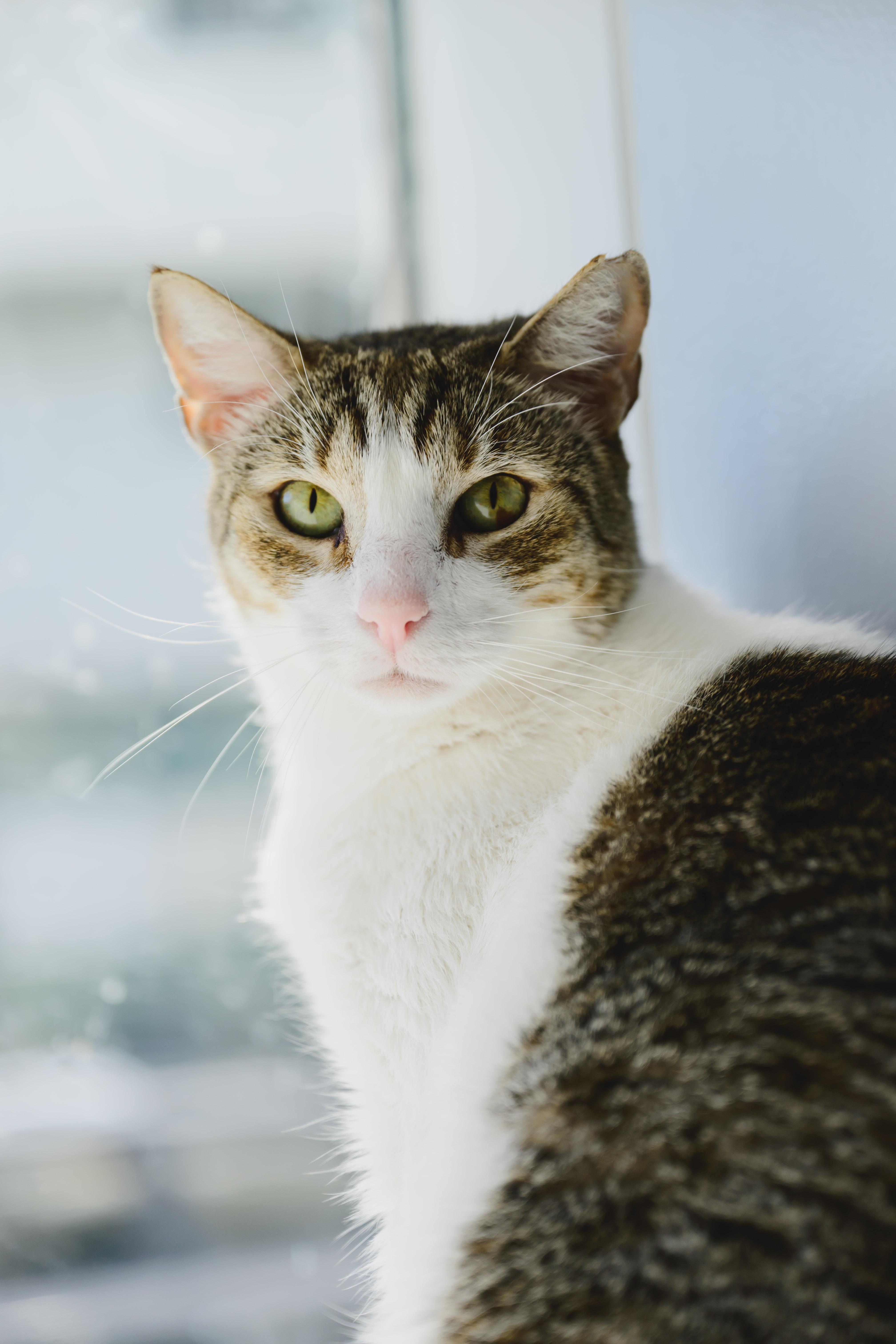 Sushi, Adoptable, Adult Male Domestic Short Hair.