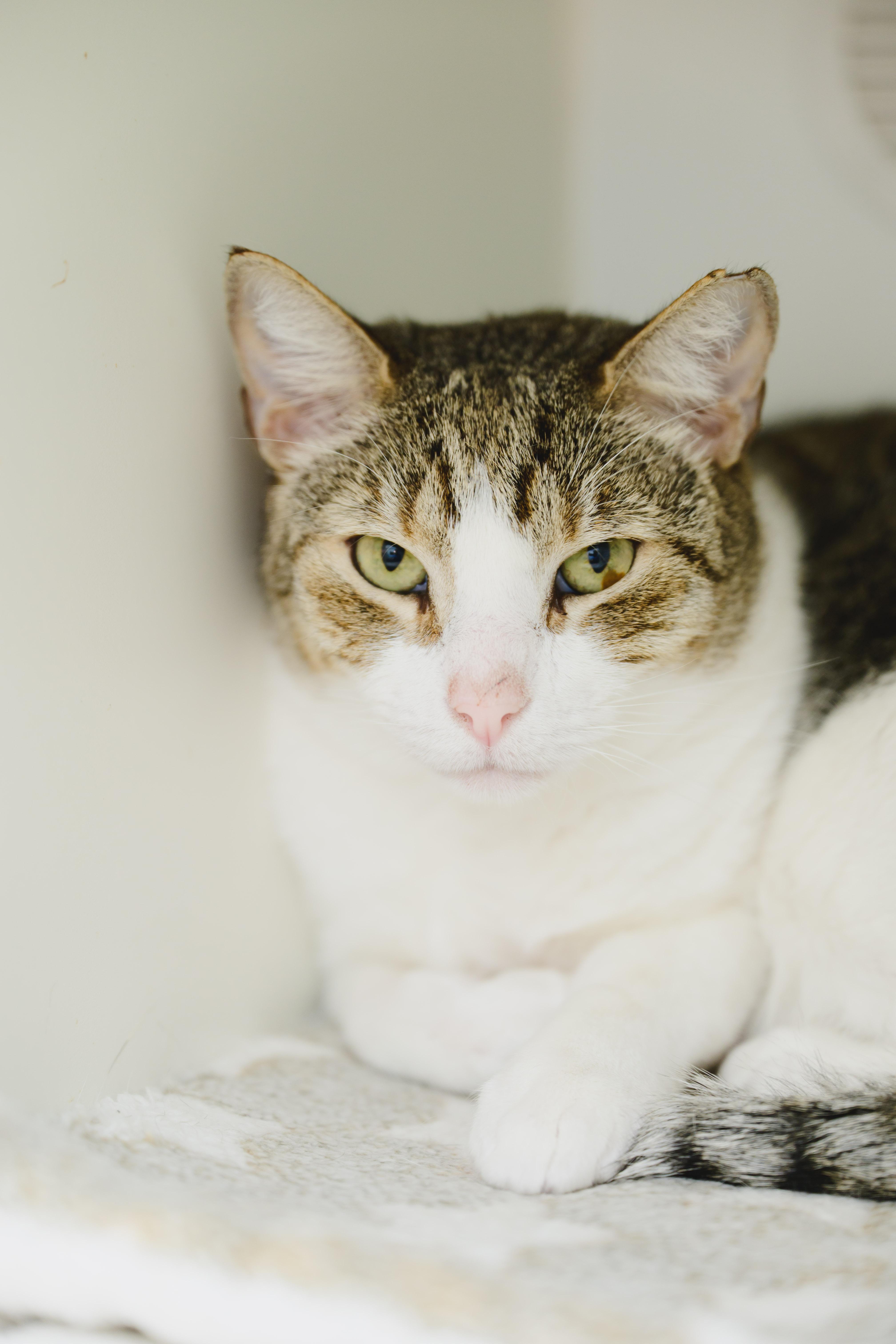 Enlarge Sushi, a Adoptable Domestic Short Hair in Honolulu, HI image 2/6