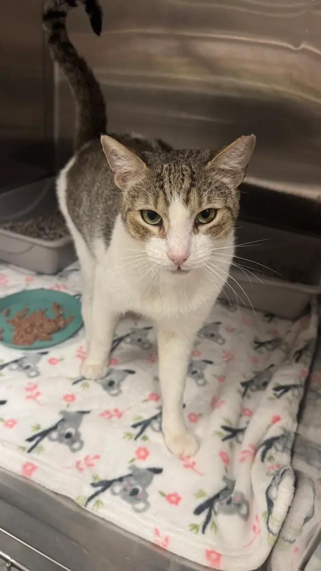 Enlarge Sushi, a Adoptable Domestic Short Hair in Honolulu, HI image 3/6