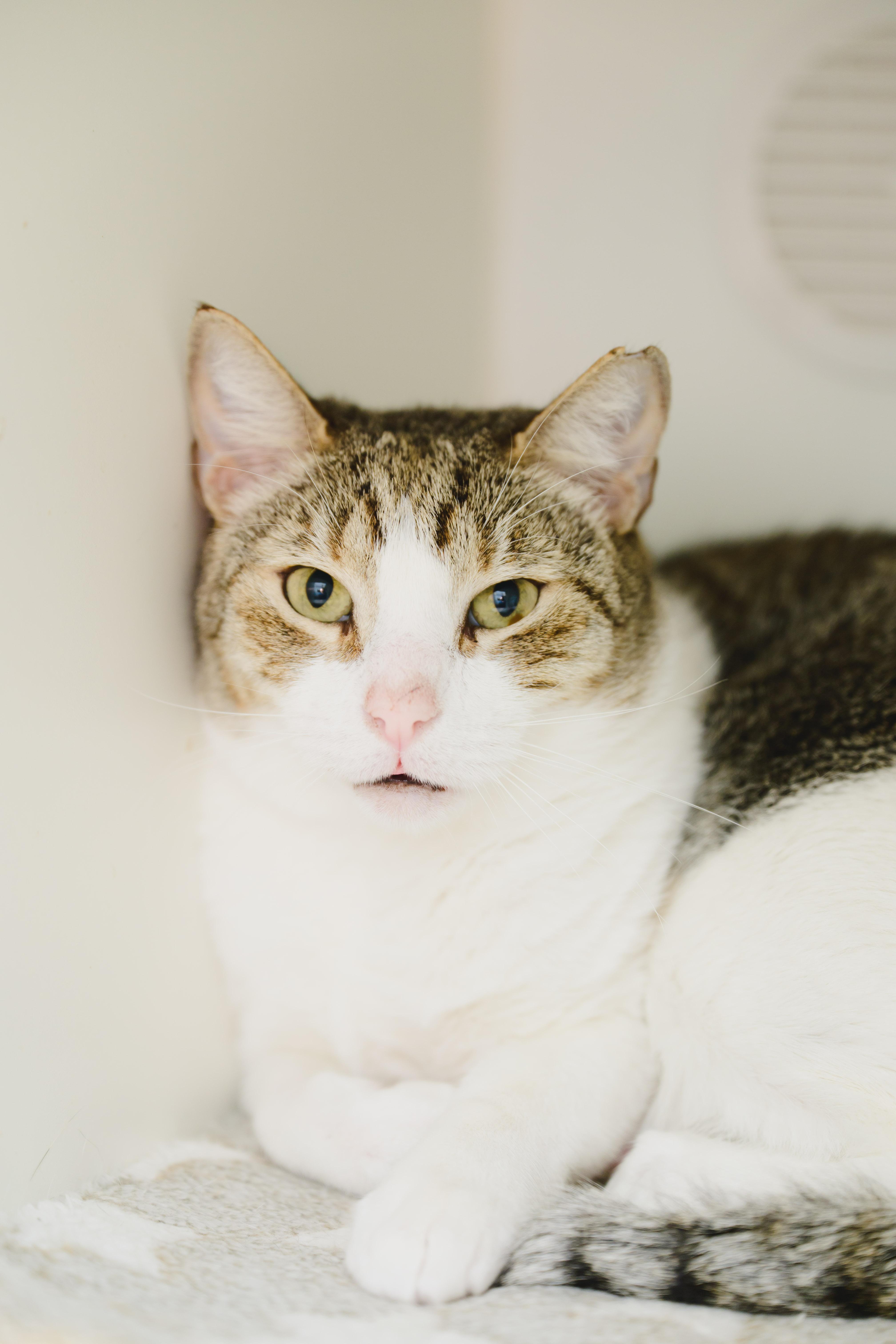 Enlarge Sushi, a Adoptable Domestic Short Hair in Honolulu, HI image 4/6