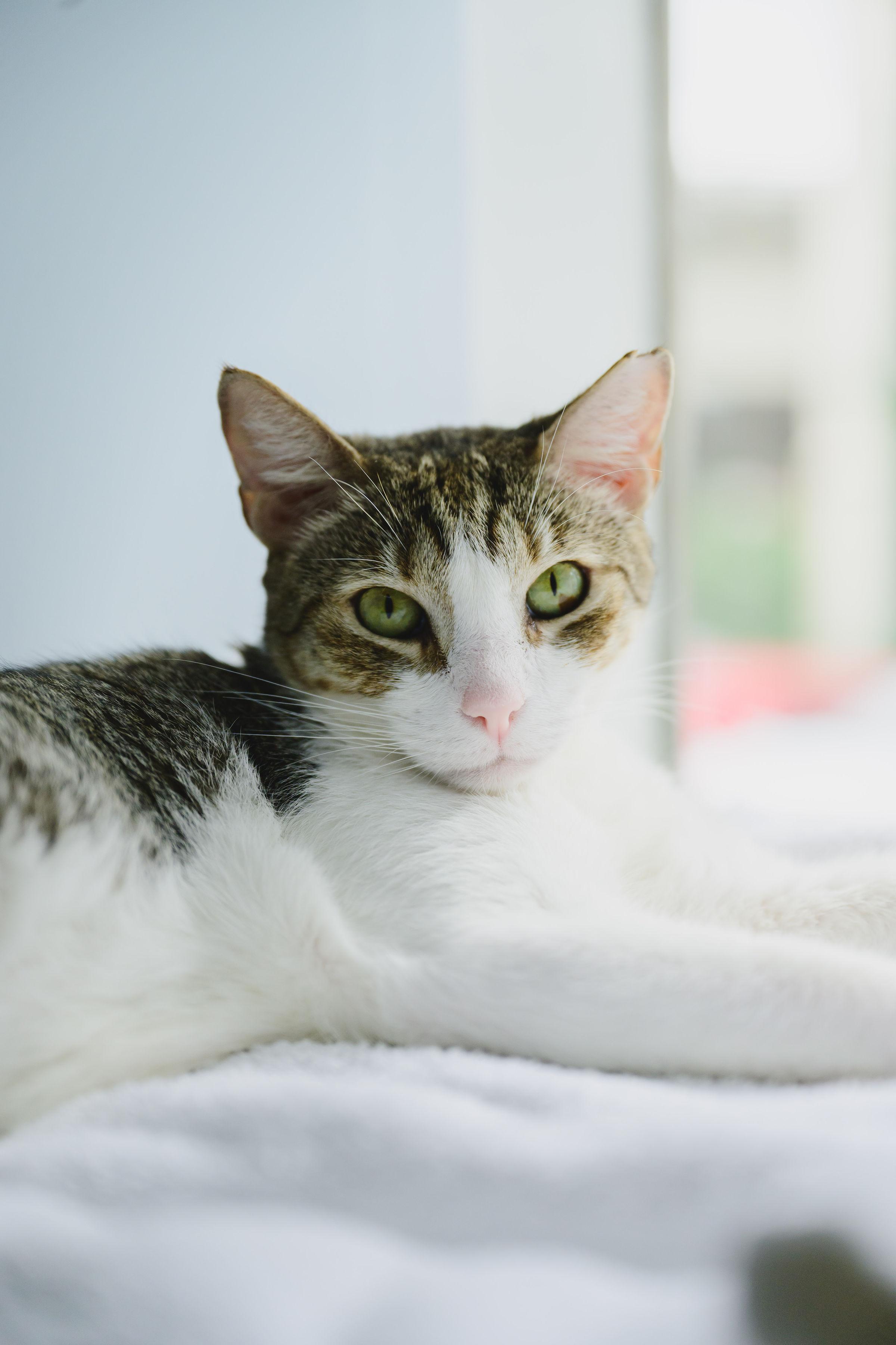 Enlarge Sushi, a Adoptable Domestic Short Hair in Honolulu, HI image 5/6