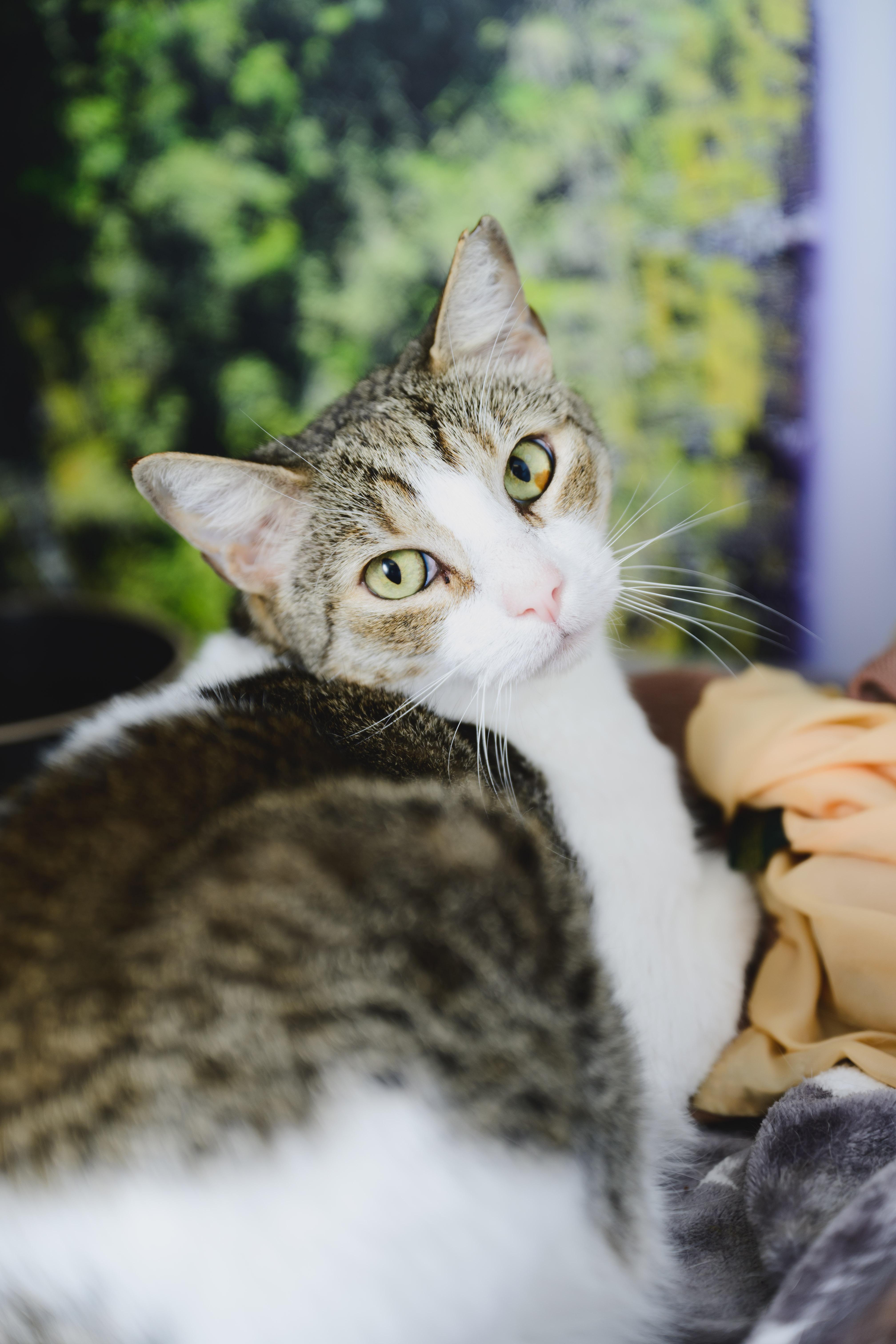 Enlarge Sushi, a Adoptable Domestic Short Hair in Honolulu, HI image 6/6