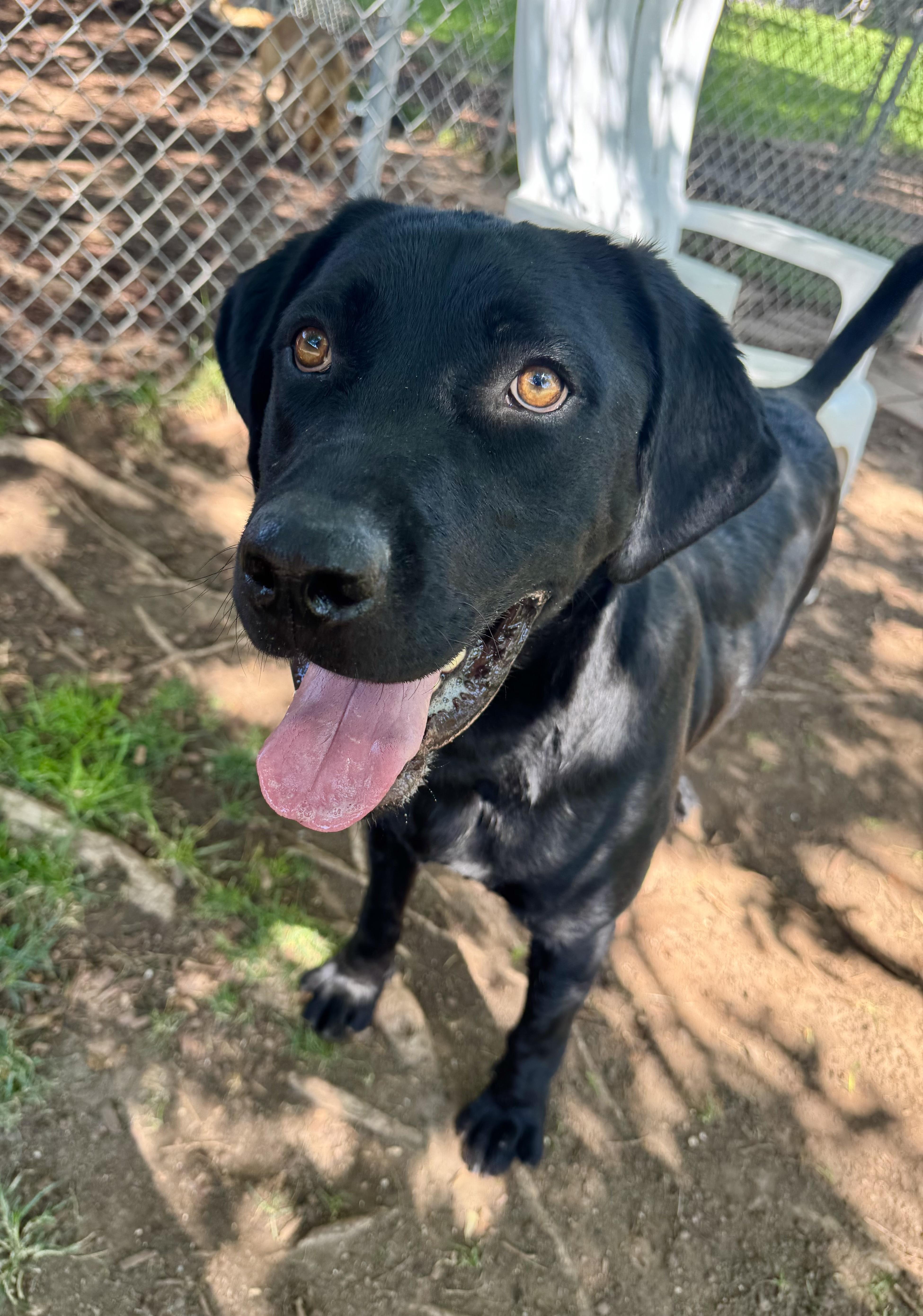 Zazu, Young Male Labrador Retriever