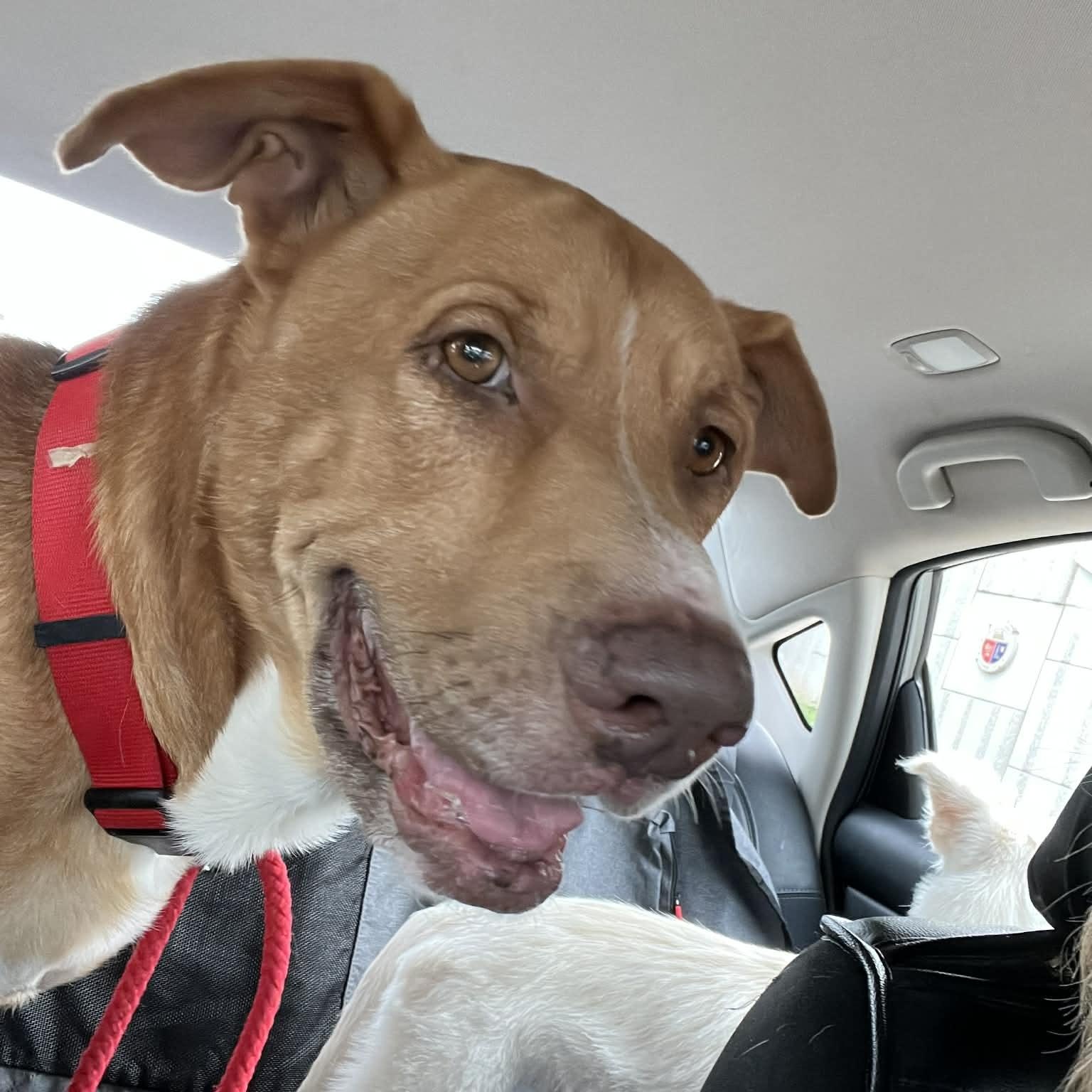 Enlarge Arthur, a Adoptable mixed breed in Maumee, OH image 3/6