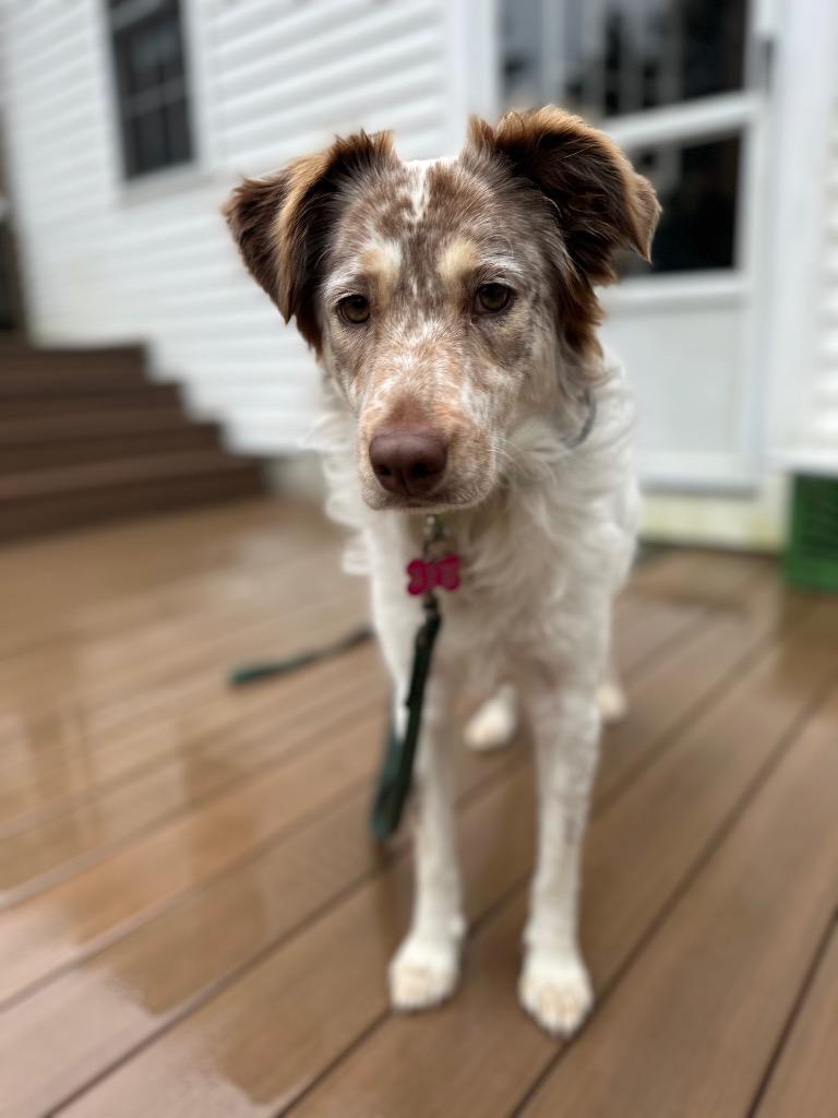 Enlarge Cadbury, a Adoptable mixed breed in Princeton, MA image 2/6
