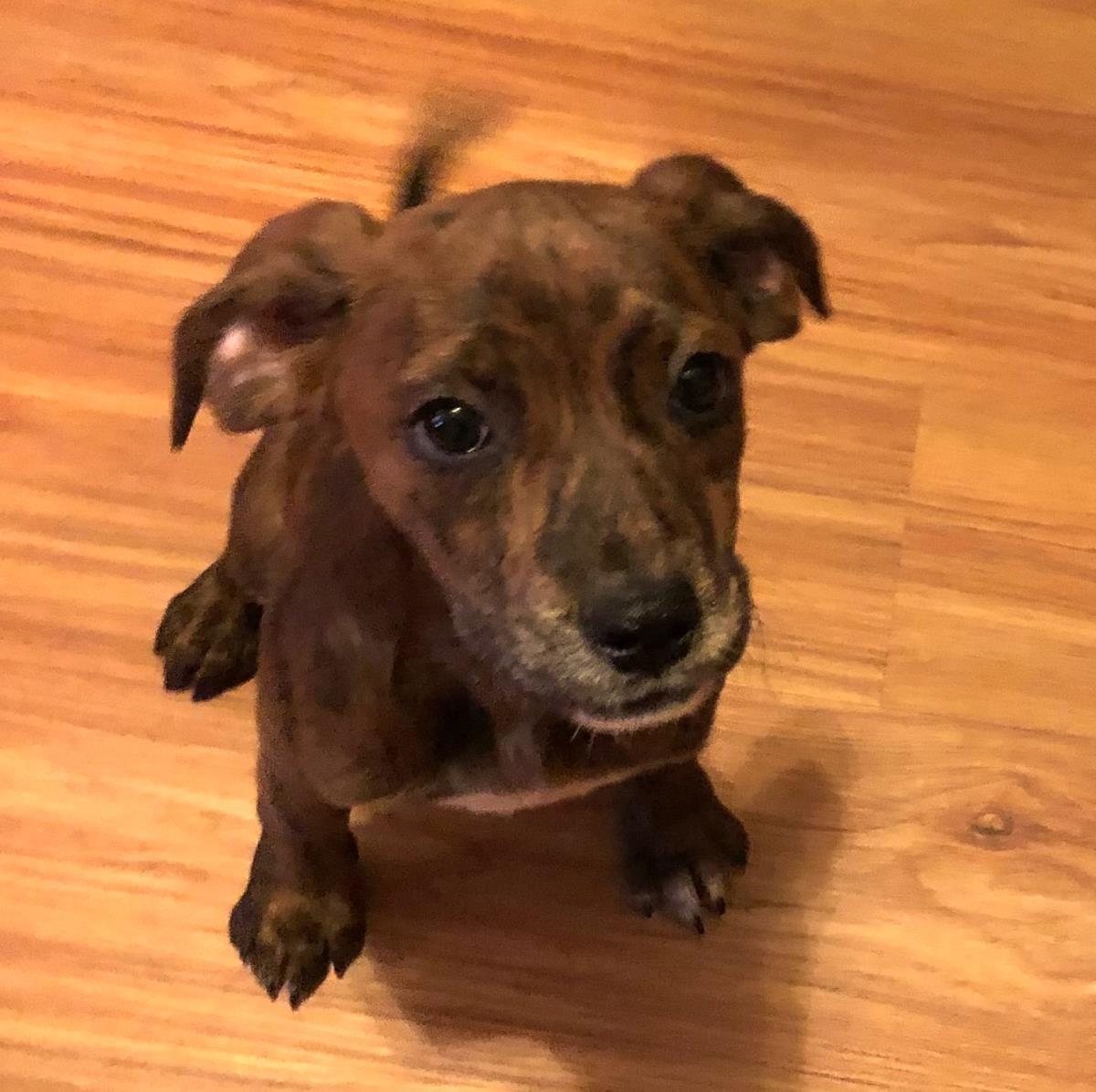 Enlarge Tink, a Adoptable mixed breed in Locust Fork, AL image 1/3