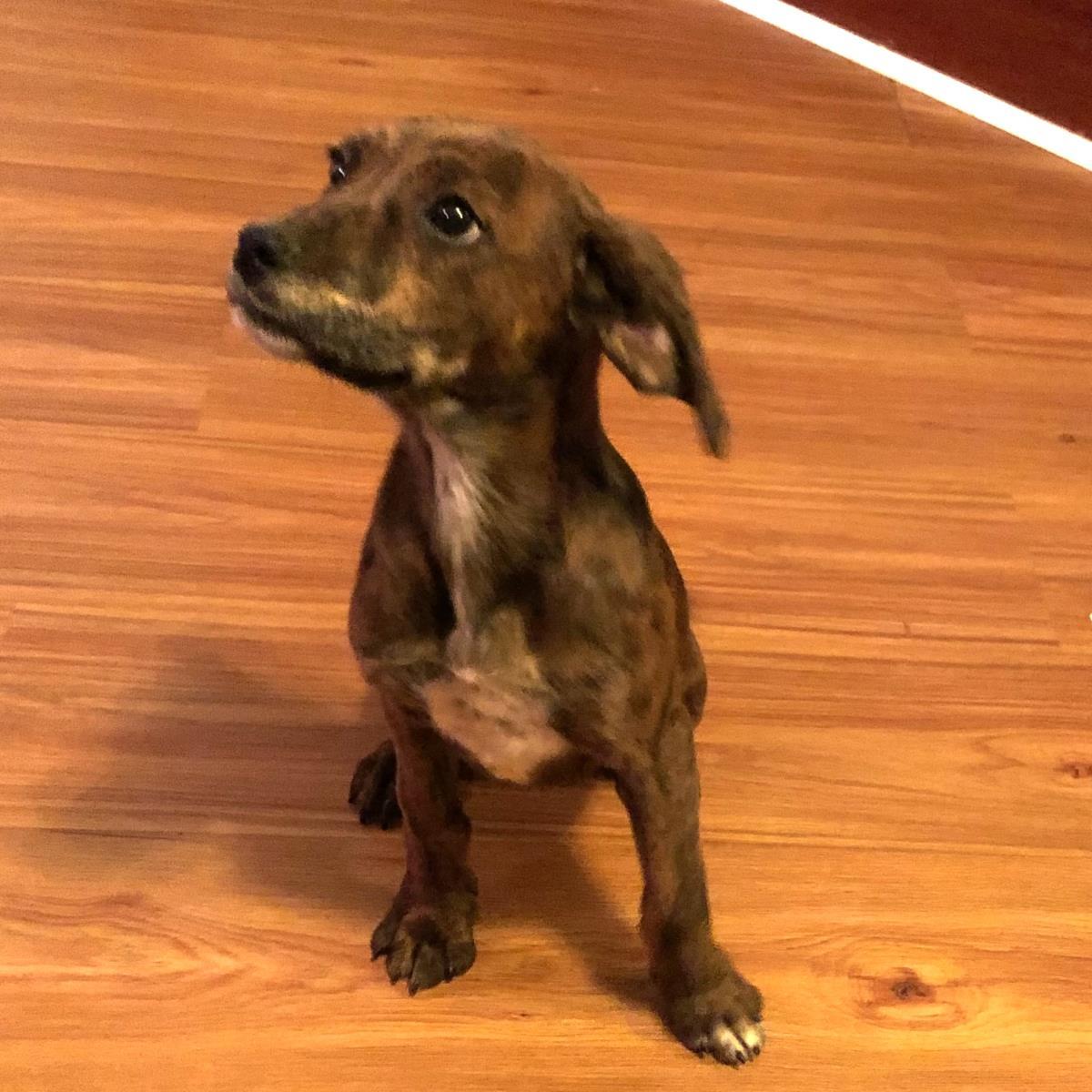 Enlarge Tink, a Adoptable mixed breed in Locust Fork, AL image 2/3