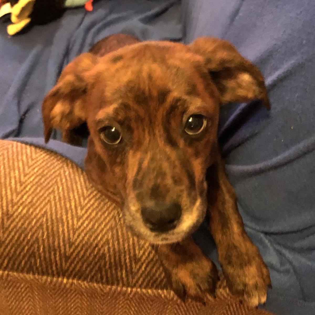 Enlarge Tink, a Adoptable mixed breed in Locust Fork, AL image 3/3