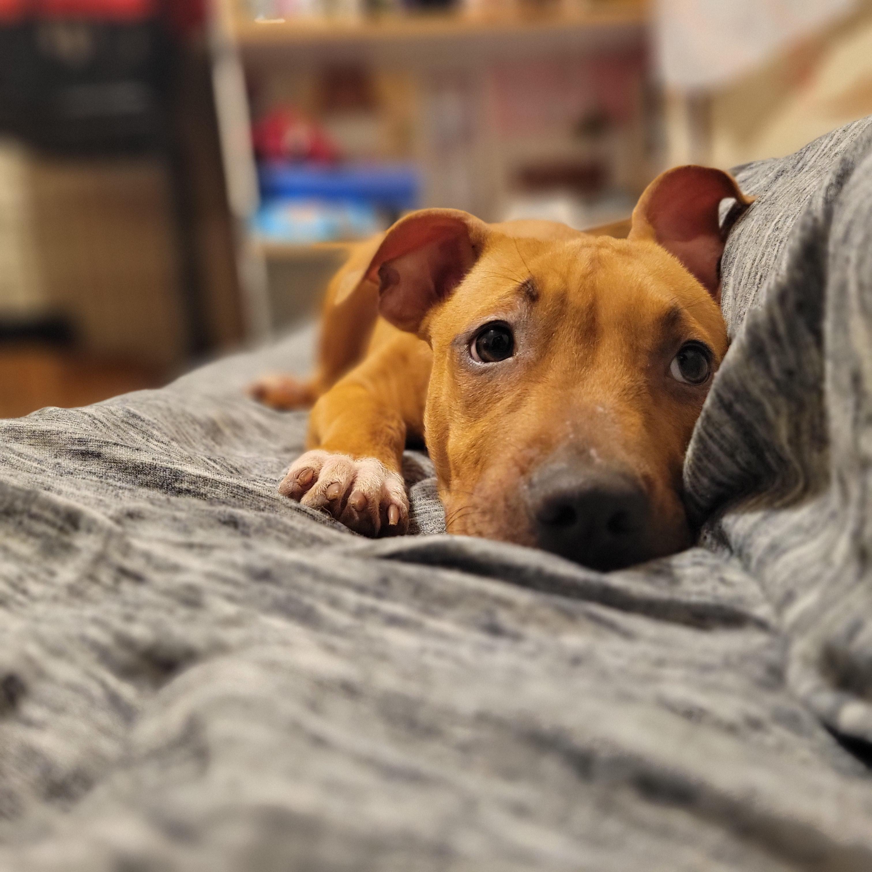 Enlarge Rola, an adopted mixed breed in Austin, TX image 3/5