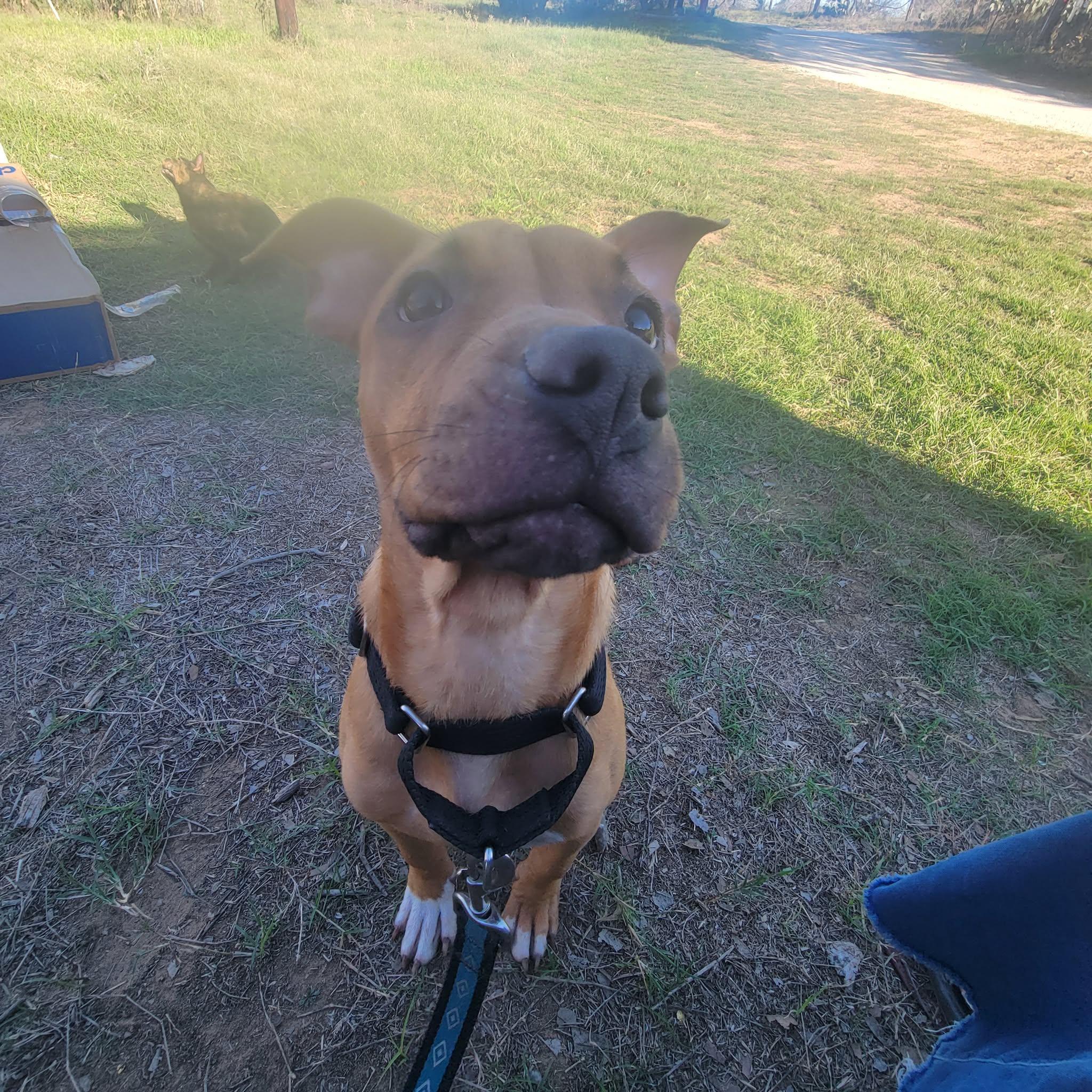 Enlarge Rola, an adopted mixed breed in Austin, TX image 5/5