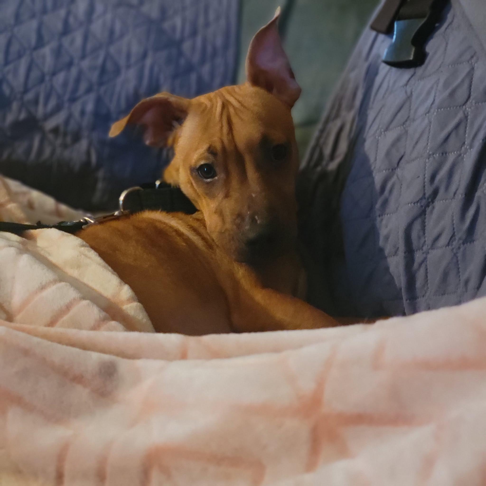 Enlarge Rola, an adopted mixed breed in Austin, TX image 4/5