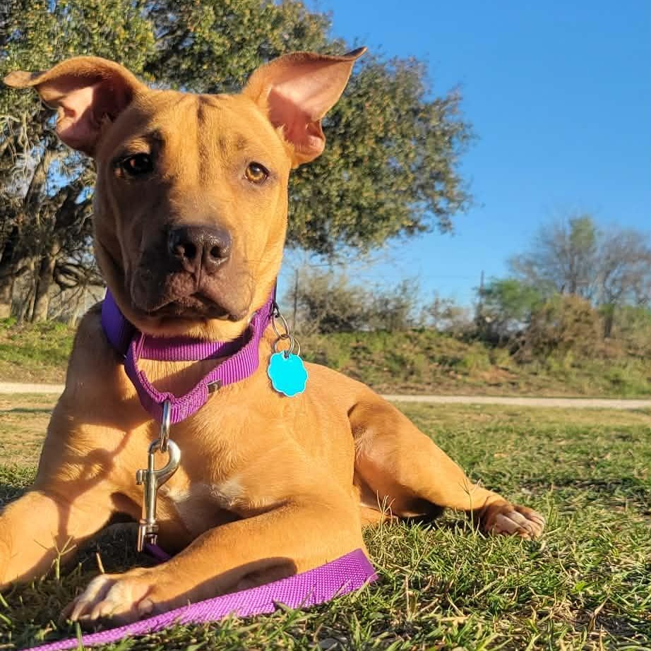 Rola, adopted, Young Female Rhodesian Ridgeback & Black Mouth Cur.