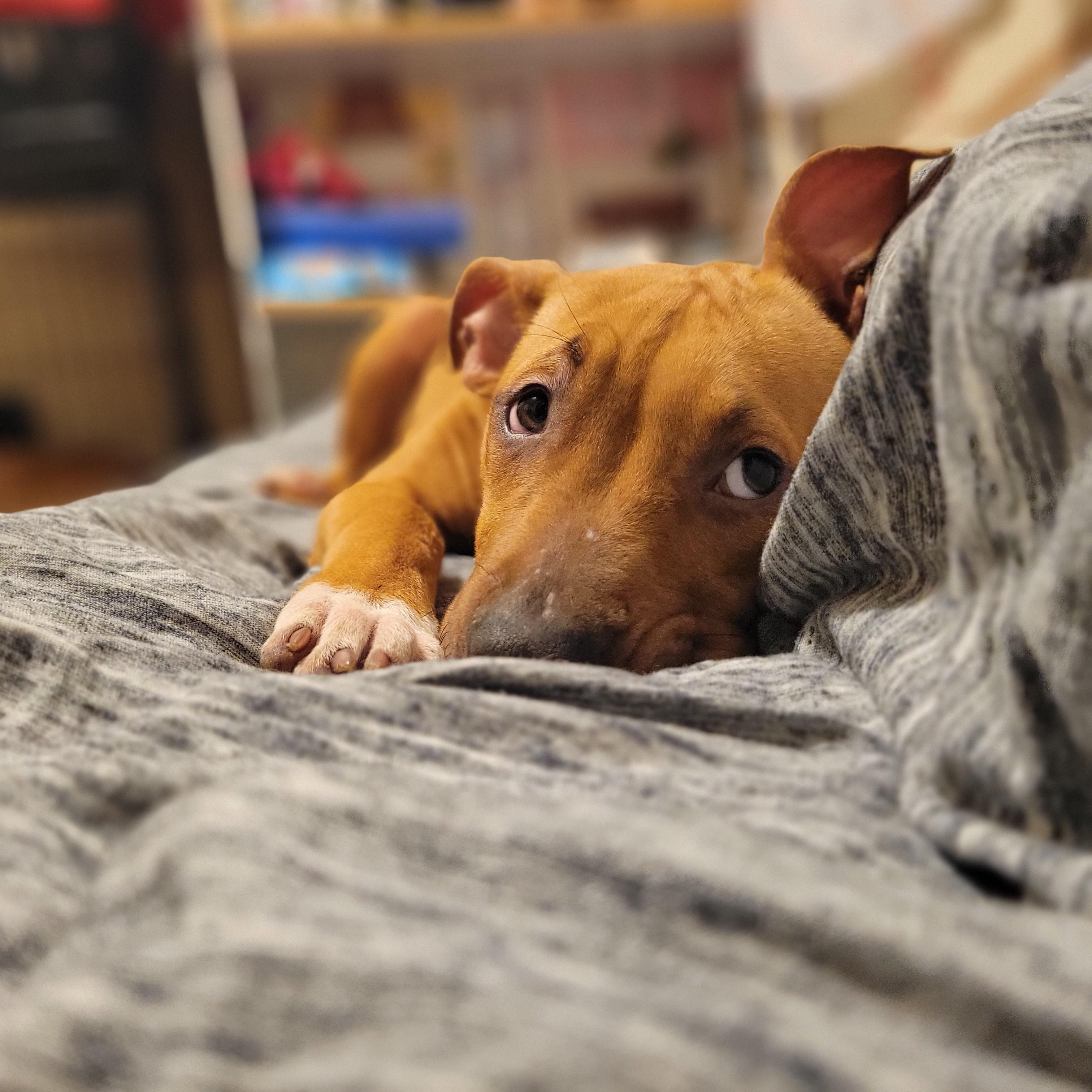 Enlarge Rola, an adopted mixed breed in Austin, TX image 2/5