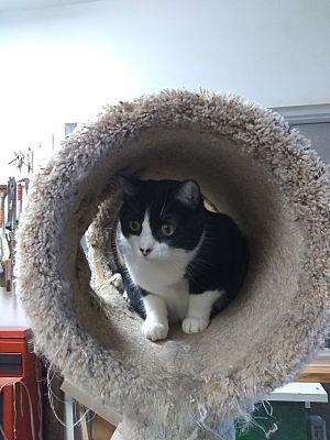 Seniors for Seniors - No fee!, a Adoptable Domestic Short Hair in Monterey, VA image 1/10