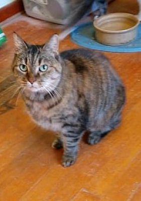 Seniors for Seniors - No fee!, a Adoptable Domestic Short Hair in Monterey, VA image 2/10