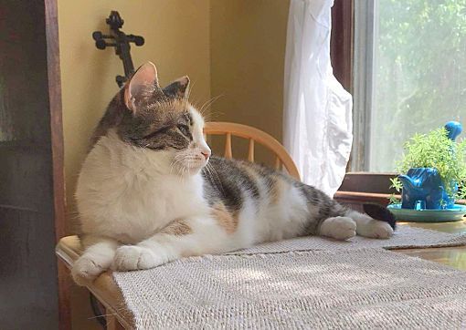 Seniors for Seniors - No fee!, a Adoptable Domestic Short Hair in Monterey, VA image 3/10