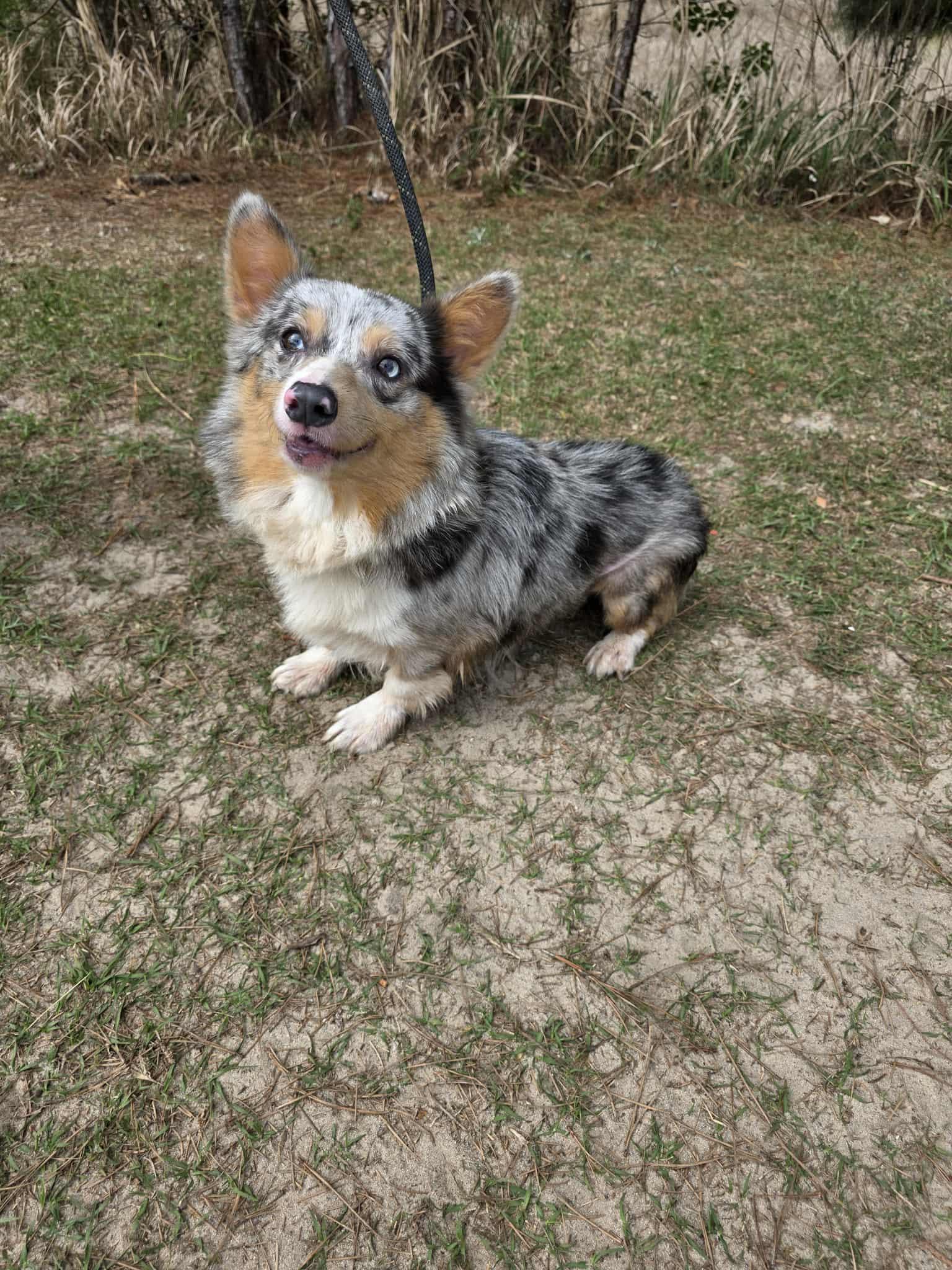 Ferdinand, a Adoptable Corgi in Hartford, CT image 3/6