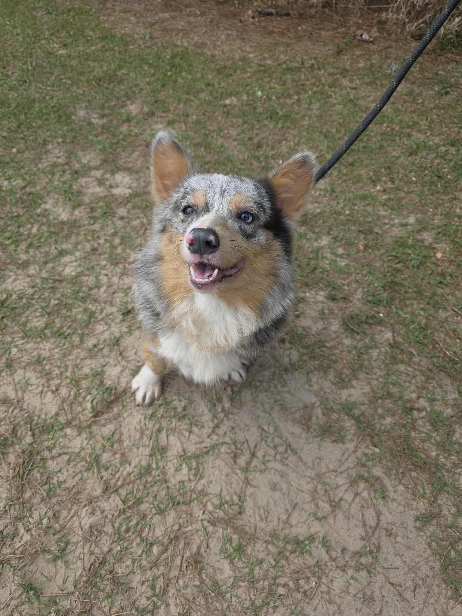 Ferdinand, a Adoptable Corgi in Hartford, CT image 2/6