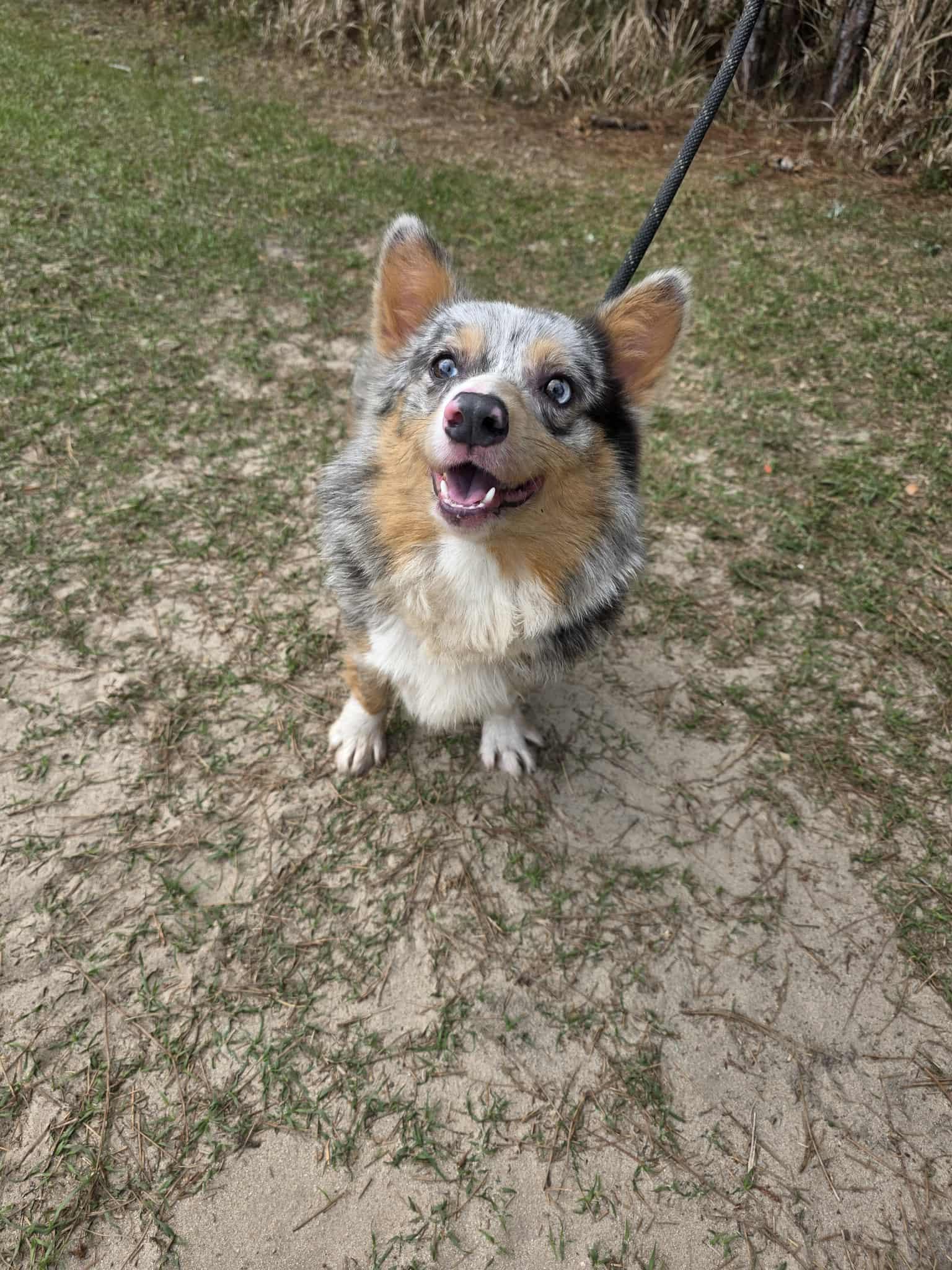 Ferdinand, a Adoptable Corgi in Hartford, CT image 6/6