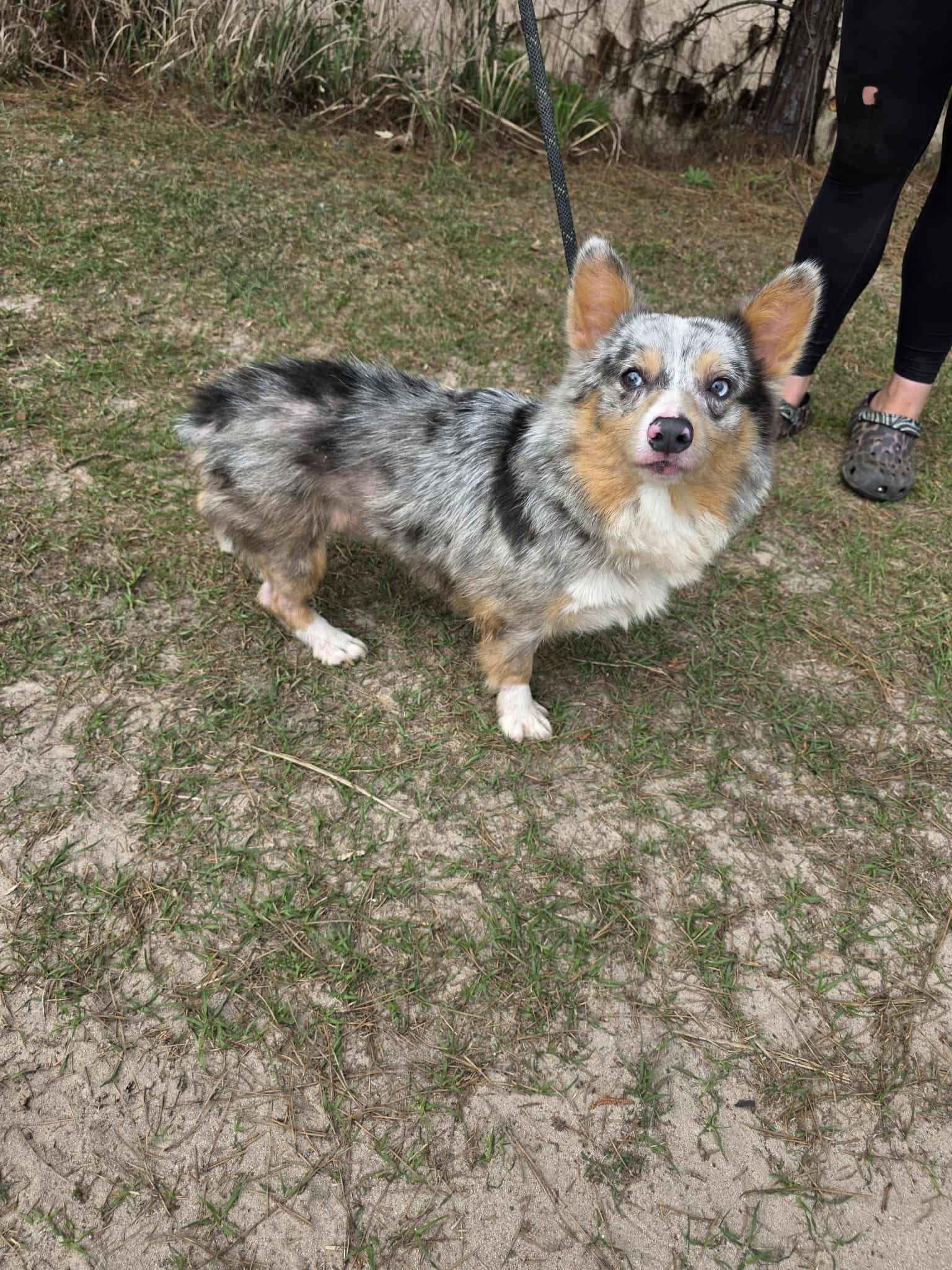 Ferdinand, a Adoptable Corgi in Hartford, CT image 4/6