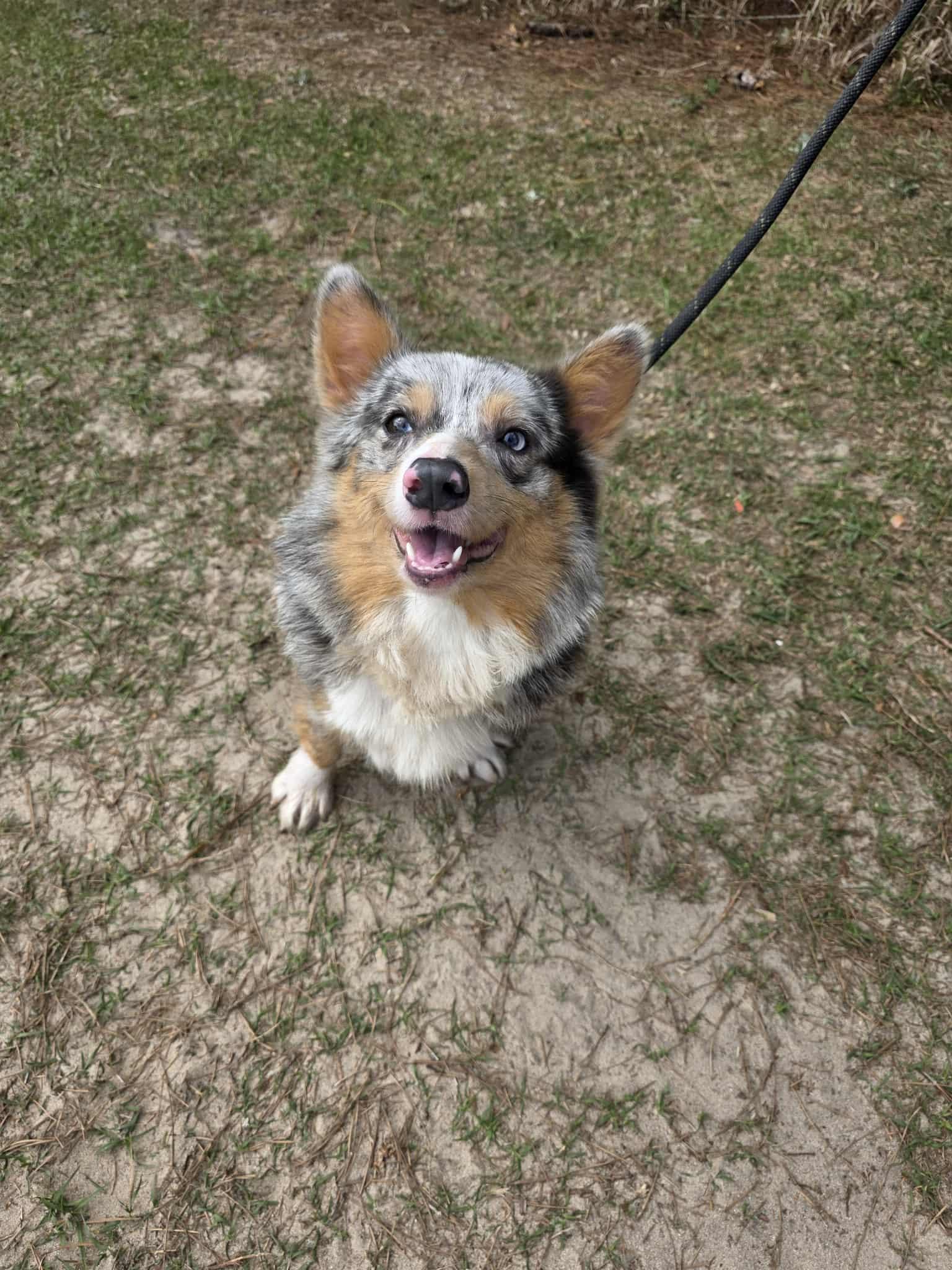 Ferdinand, a Adoptable Corgi in Hartford, CT image 5/6