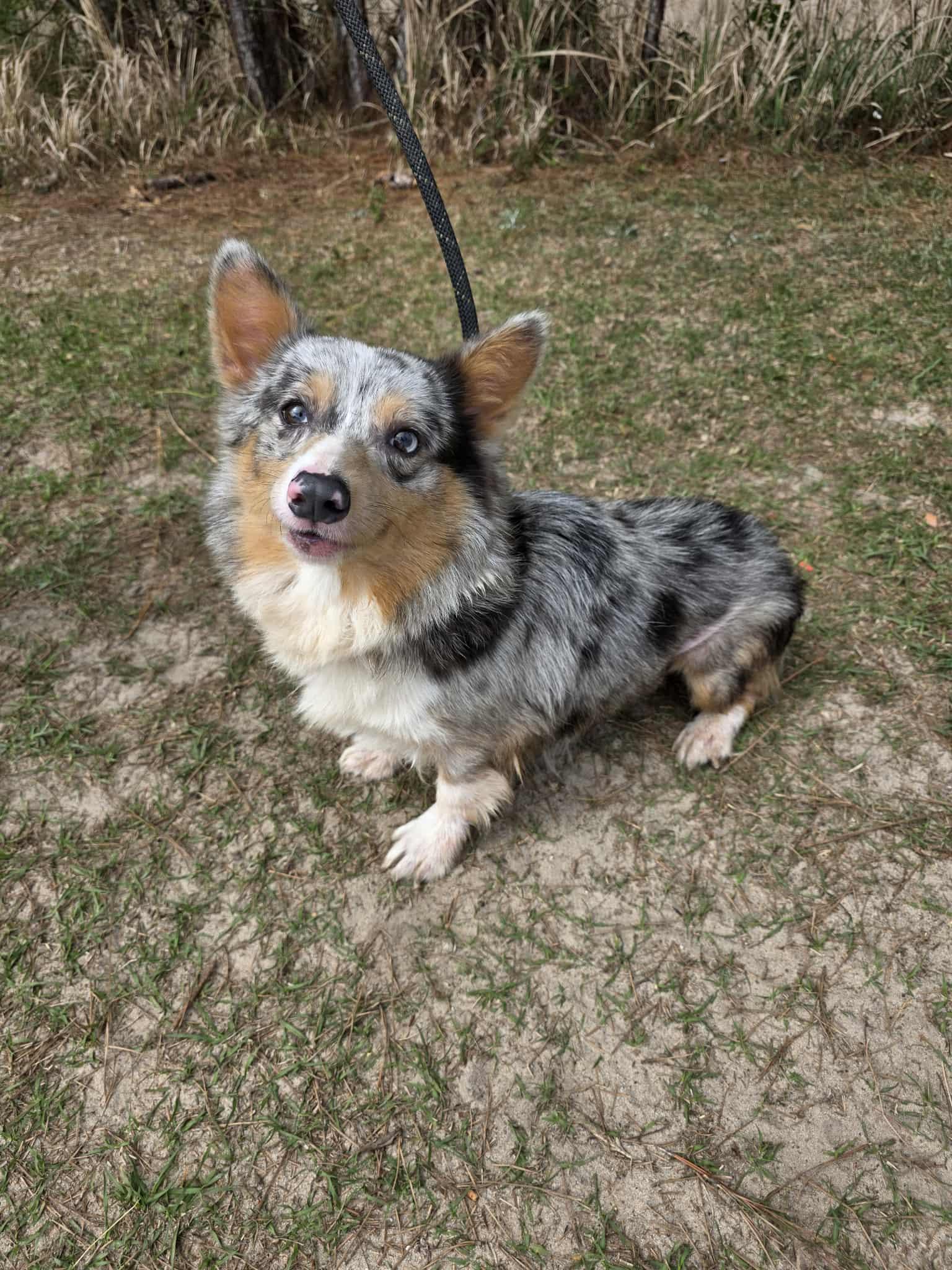 Ferdinand, Adoptable, Adult Male Corgi.