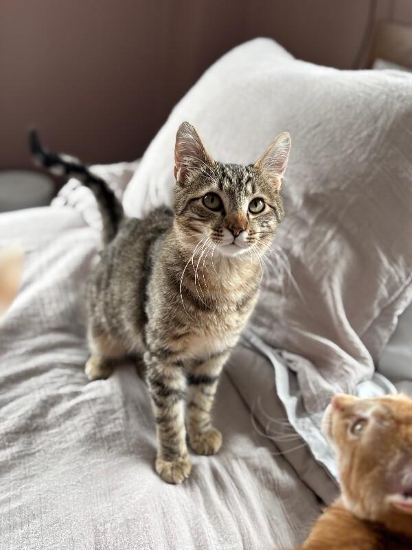 Hopper — thumbnail 5