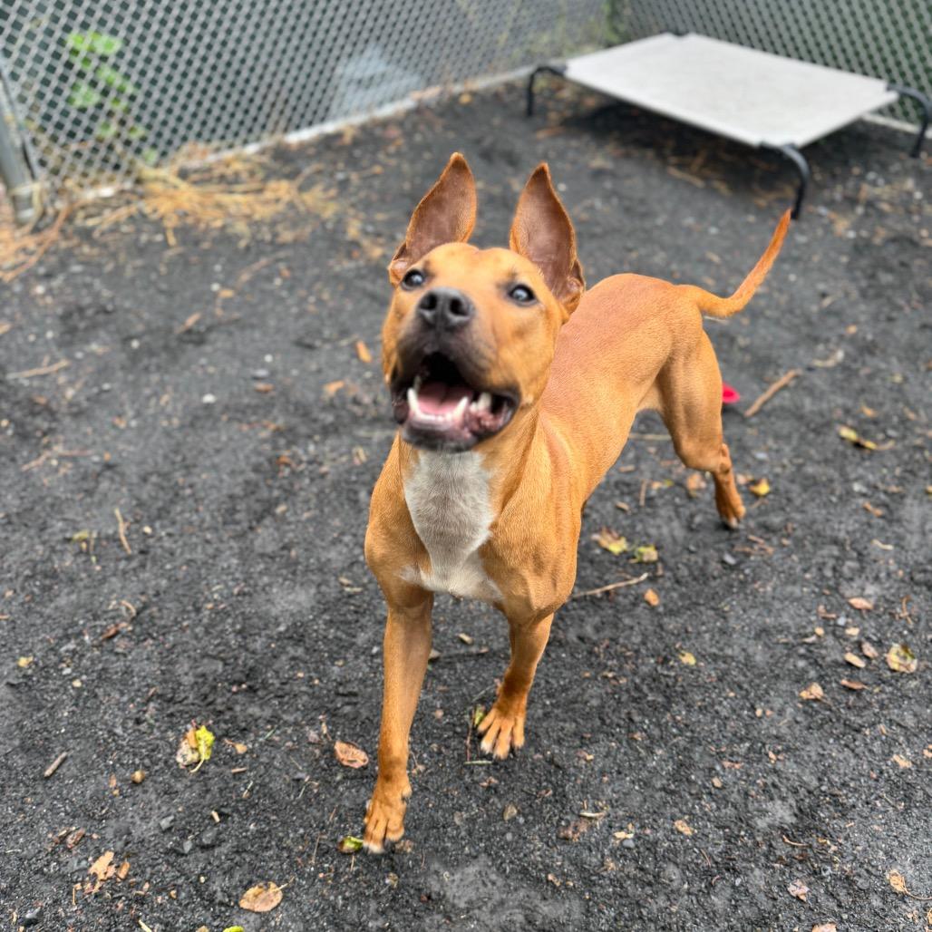 Enlarge "Radar", a Adoptable mixed breed in Conshohocken, PA image 1/6