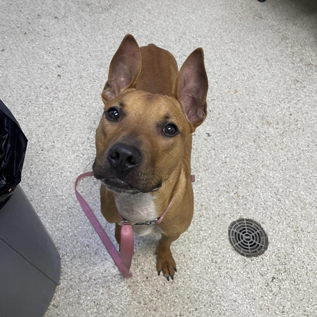 "Radar", Adoptable, Adult Male Pit Bull Terrier & Mixed Breed.