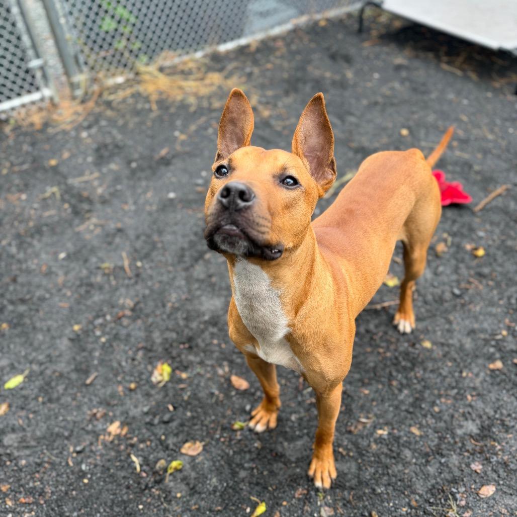 Enlarge "Radar", a Adoptable mixed breed in Conshohocken, PA image 3/6