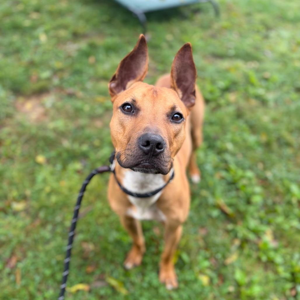 Enlarge "Radar", a Adoptable mixed breed in Conshohocken, PA image 4/6