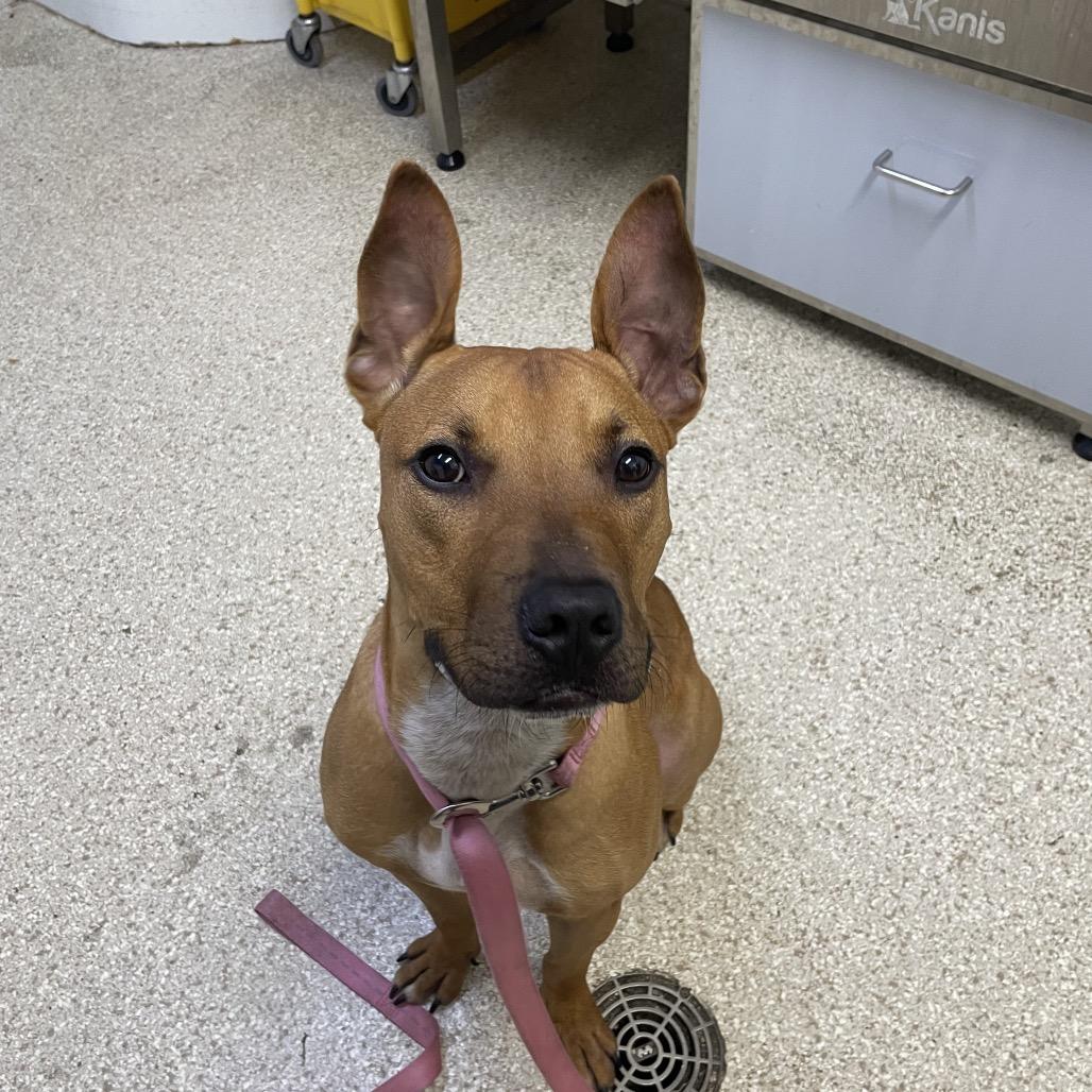 Enlarge "Radar", a Adoptable mixed breed in Conshohocken, PA image 6/6