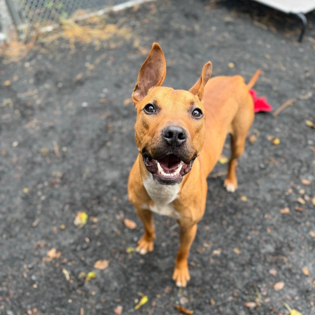 Enlarge "Radar", a Adoptable mixed breed in Conshohocken, PA image 5/6