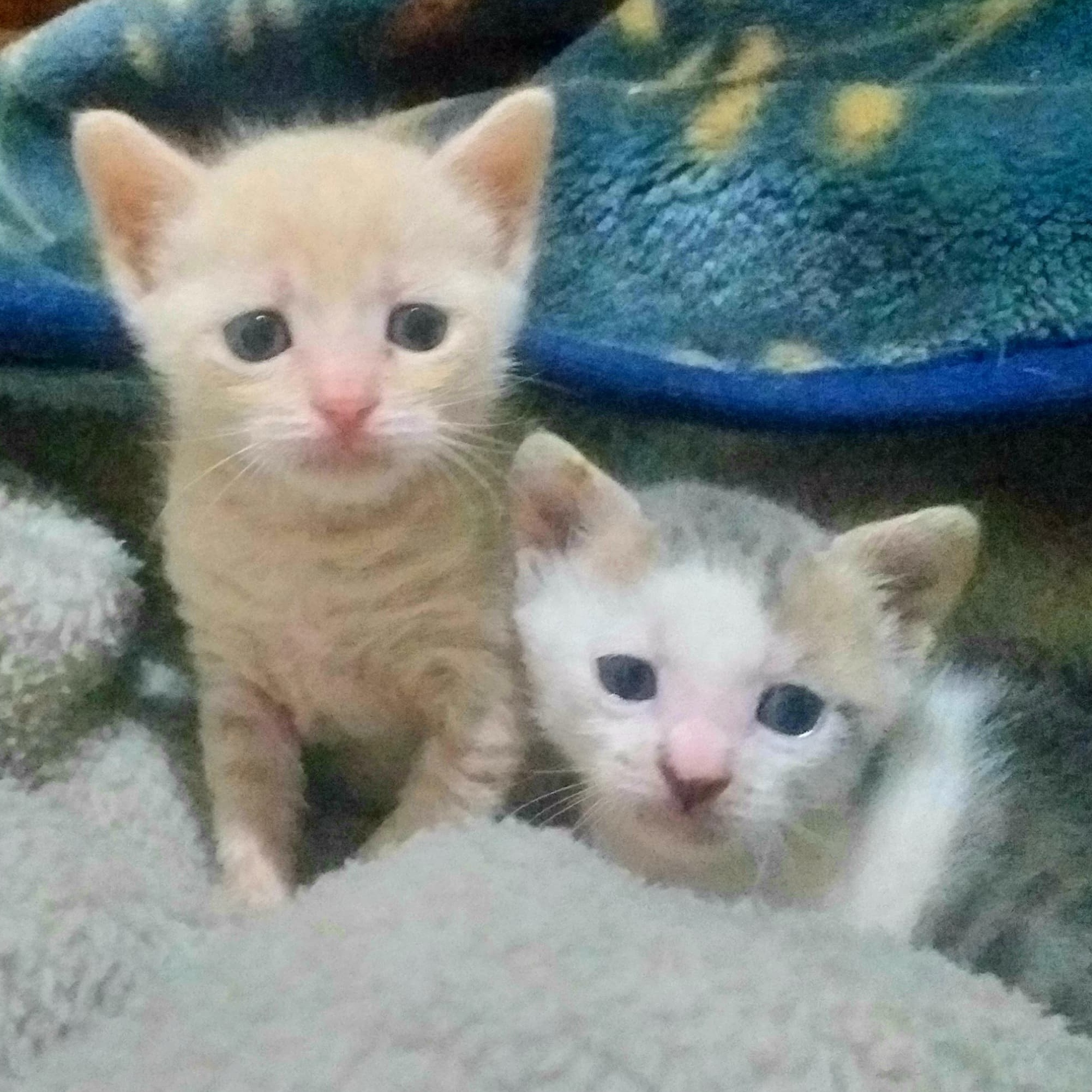 Milo & Mila bonded pair photo 2