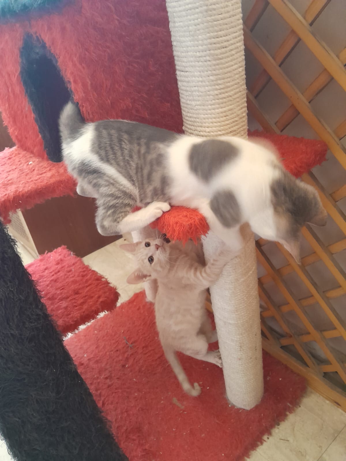 Enlarge Milo & Mila bonded pair, a Adoptable Domestic Short Hair in Brampton, ON image 3/5