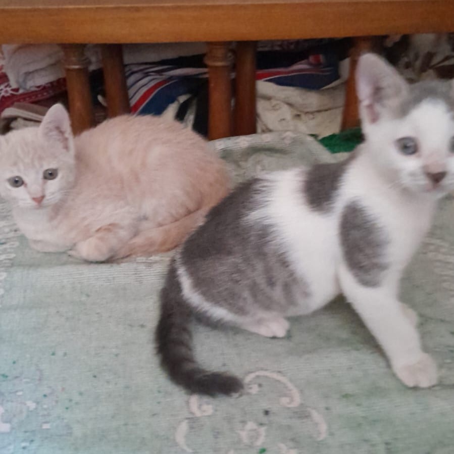 Enlarge Milo & Mila bonded pair, a Adoptable Domestic Short Hair in Brampton, ON image 4/5