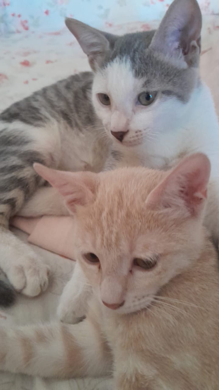 Milo & Mila bonded pair photo 5