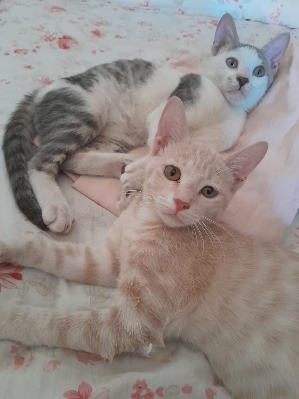 Enlarge Milo & Mila bonded pair, a Adoptable Domestic Short Hair in Brampton, ON image 1/5