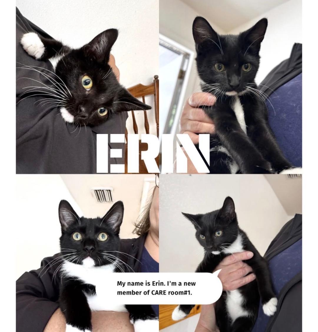 Erin, ADOPTABLE, Kitten Female Domestic Short Hair.